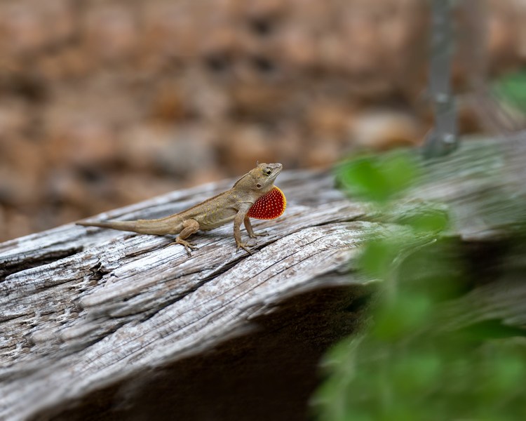 Brown Anole ~ 5-7cm